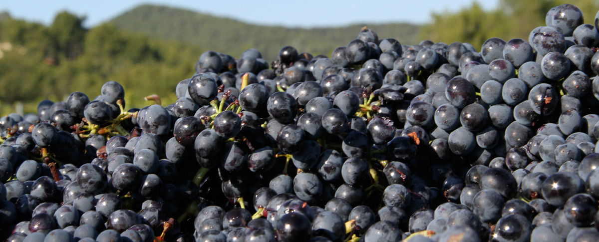 Vin du Mont Ventoux